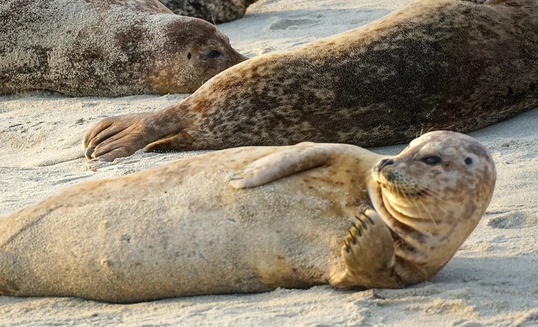 San Diego, La Jolla · A lesson in nature