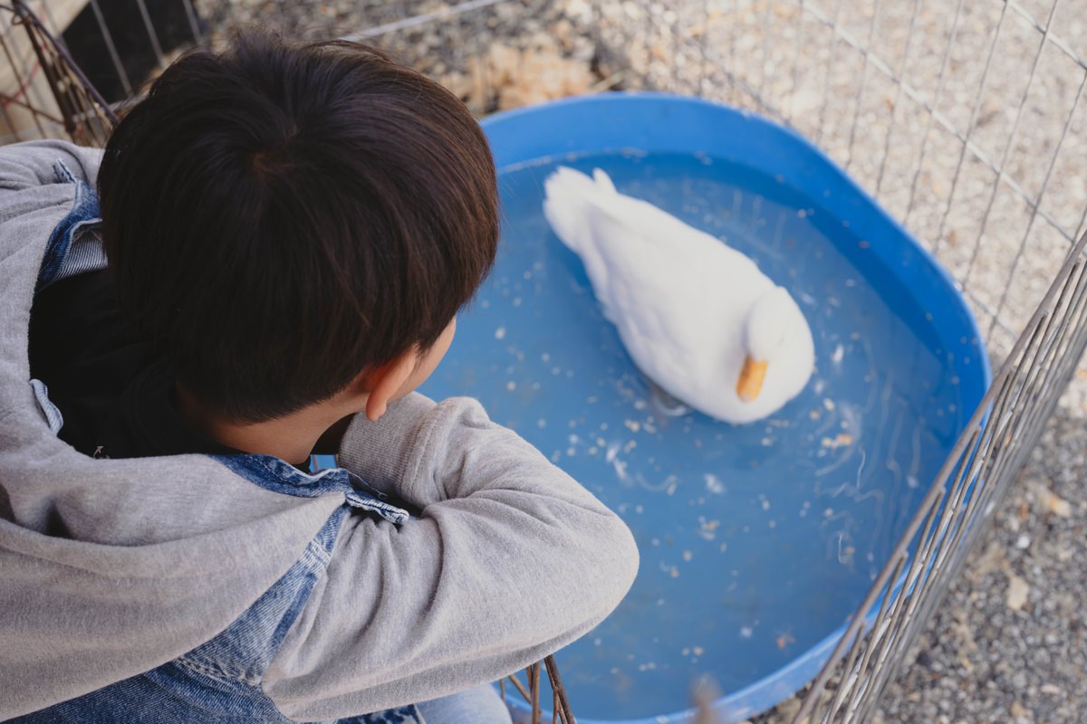 A child observes a duck in a shallow tub during a nature activity