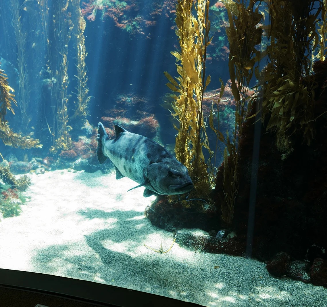 Science Center · Explore life underwater